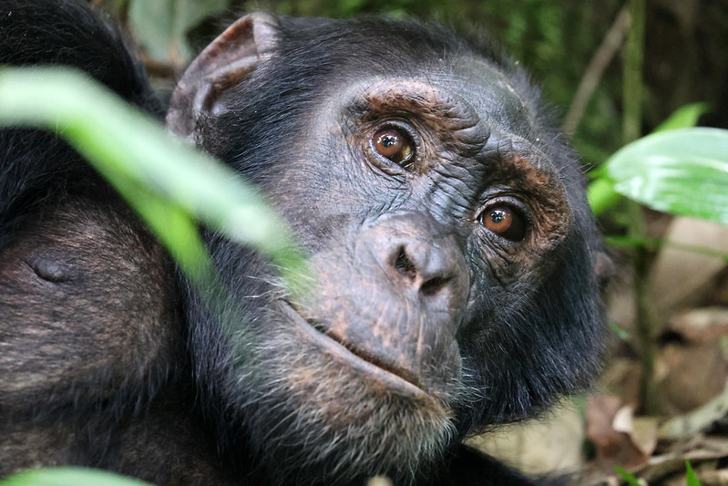 Chimpanzee Trekking Versus Gorilla Trekking – Chimpanzee And Gorilla Trekking Safaris.