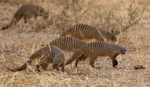 Banded Mongoose Tracking And Filming – Queen Elizabeth National Park.