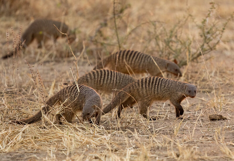 Banded Mongoose Tracking And Filming – Queen Elizabeth National Park.