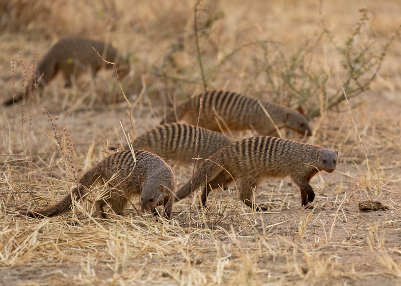 Banded Mongoose tracking and Filming – Queen Elizabeth National park.