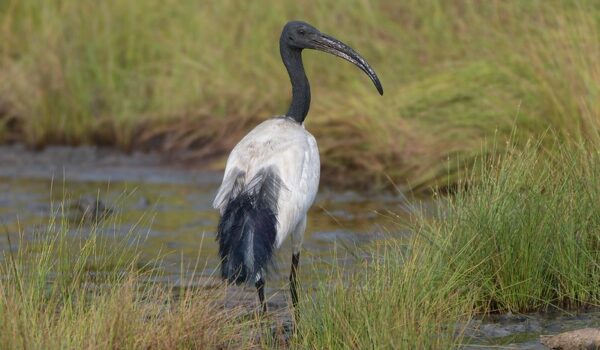 Birding Trips In Semuliki National Park