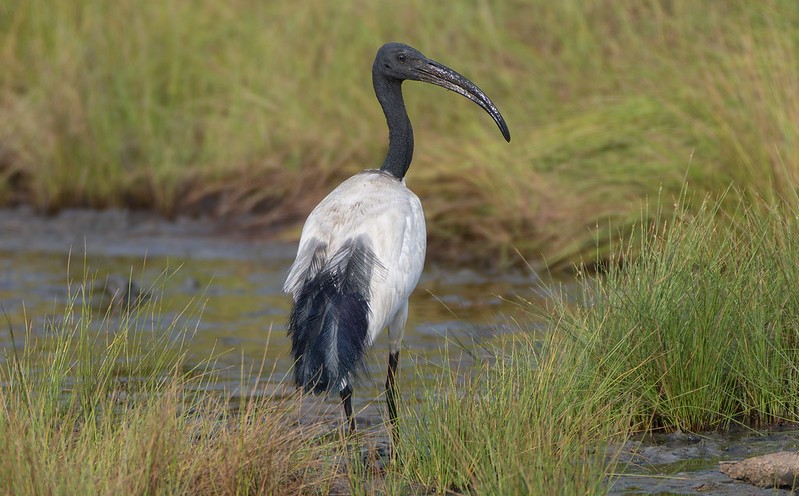 Birding Trips In Semuliki National Park