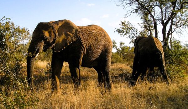 Mokolodi Nature Reserve Botswana