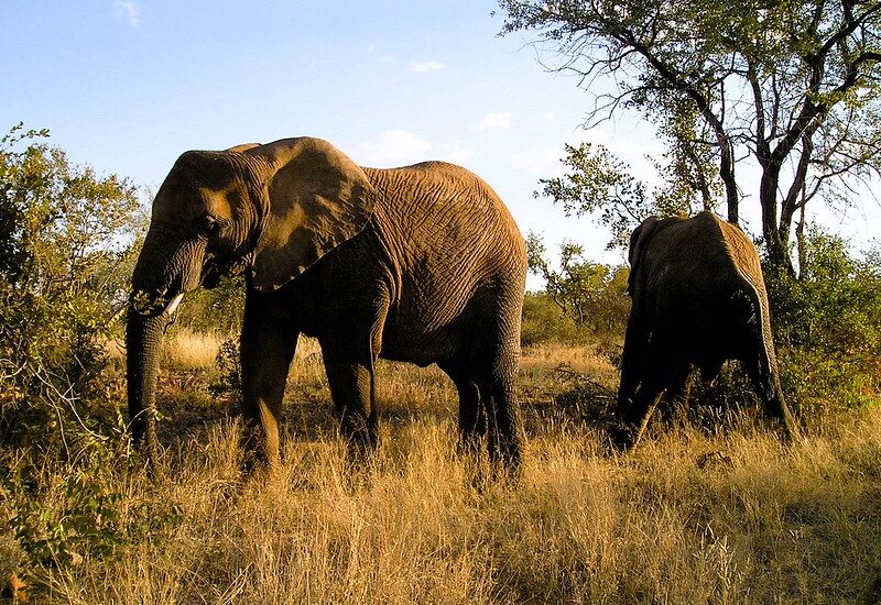 Mokolodi Nature Reserve Botswana