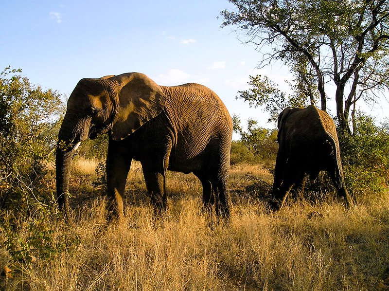 Mokolodi Nature Reserve Botswana