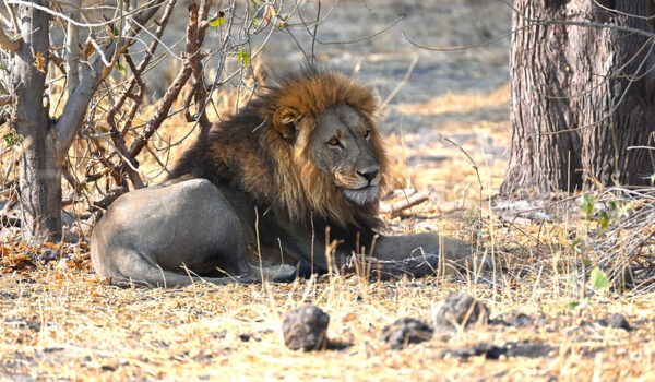 Moremi Game Reserve Botswana.