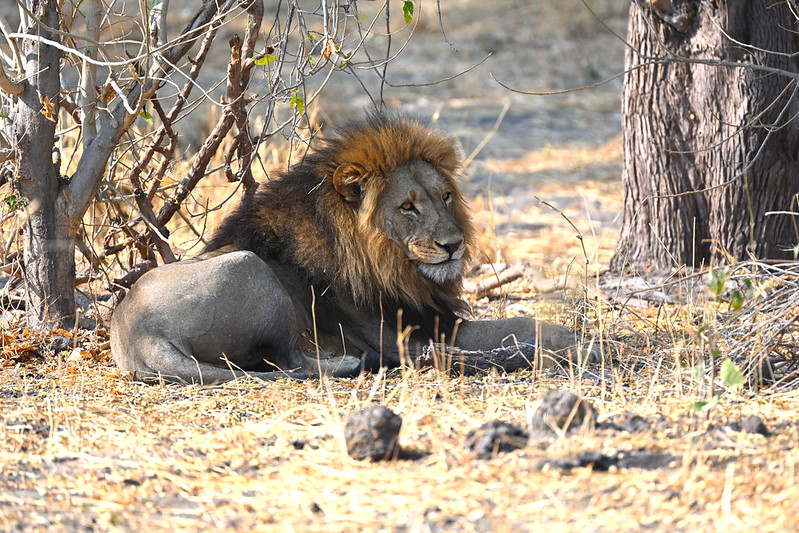 Moremi Game Reserve Botswana.