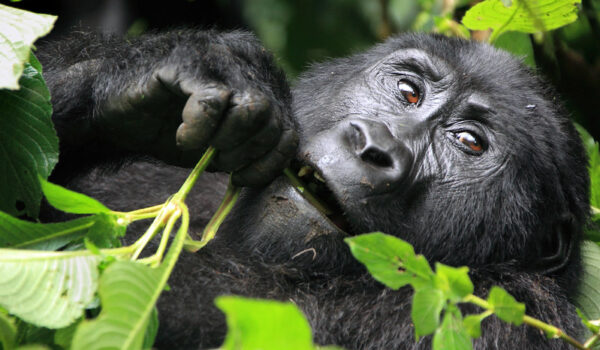 Gorilla Habituation Experience In Bwindi Forest.