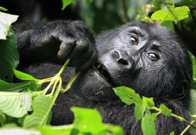 Gorilla Habituation Experience In Bwindi Forest.