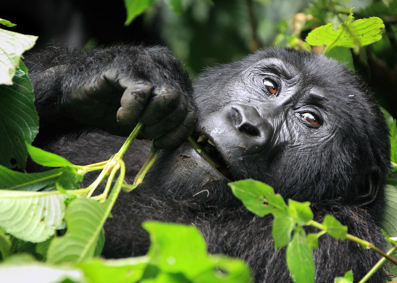 Gorilla Habituation Experience in Bwindi Forest.