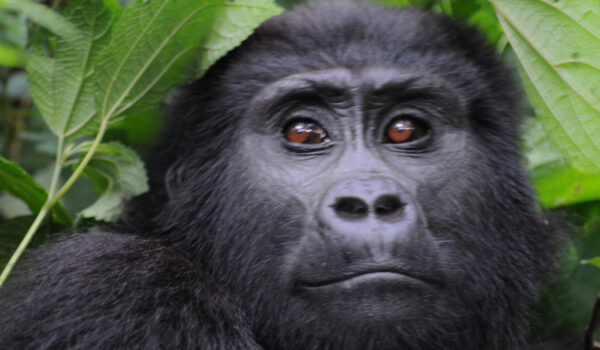 Uganda Gorilla Tours To Bwindi.