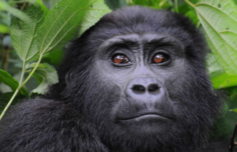 Uganda Gorilla Tours To Bwindi.