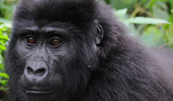 Gorilla Trekking In Buhoma Region.