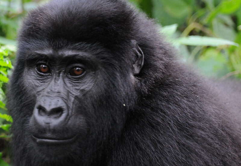 Gorilla Trekking In Buhoma Region.