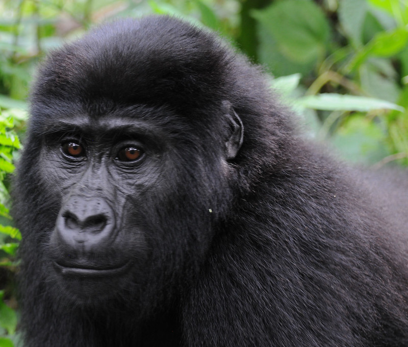 Gorilla trekking in Buhoma Region.