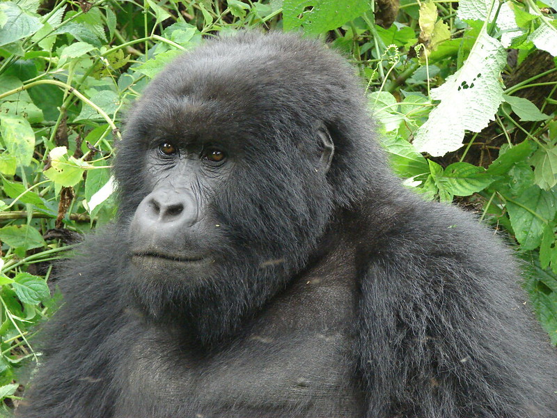 Mountain gorilla tracking countries in Africa