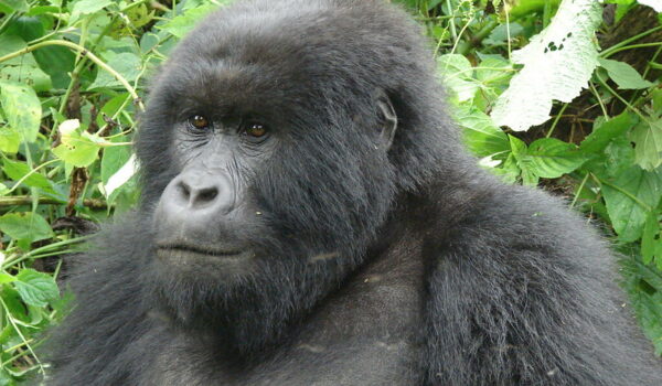 Hirwa Gorilla Family.