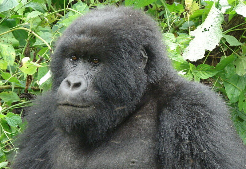 Hirwa Gorilla Family.