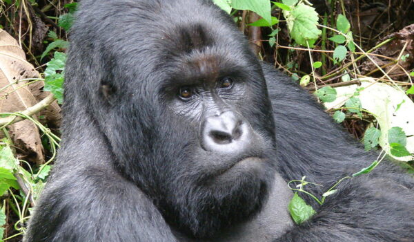 Amahoro Gorilla Family.