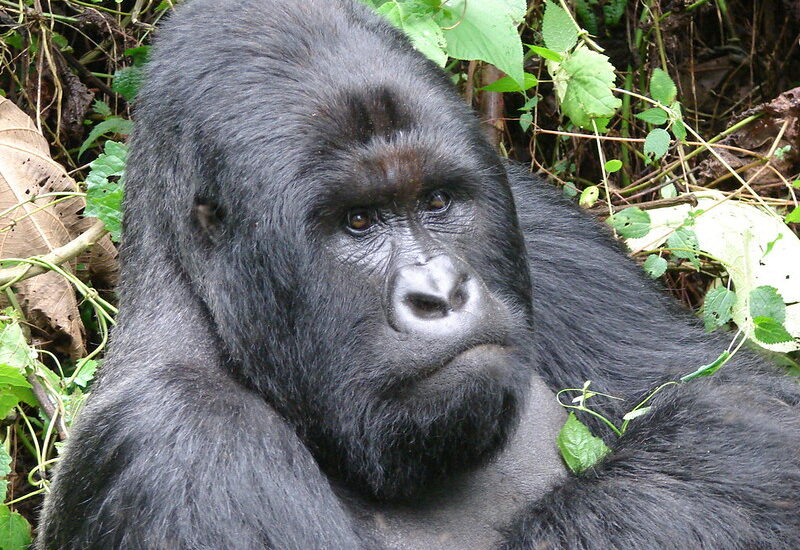 Amahoro Gorilla Family.