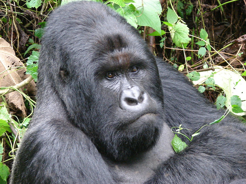 Amahoro gorilla family.