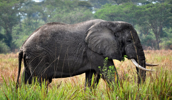 Queen Elizabeth National Park.