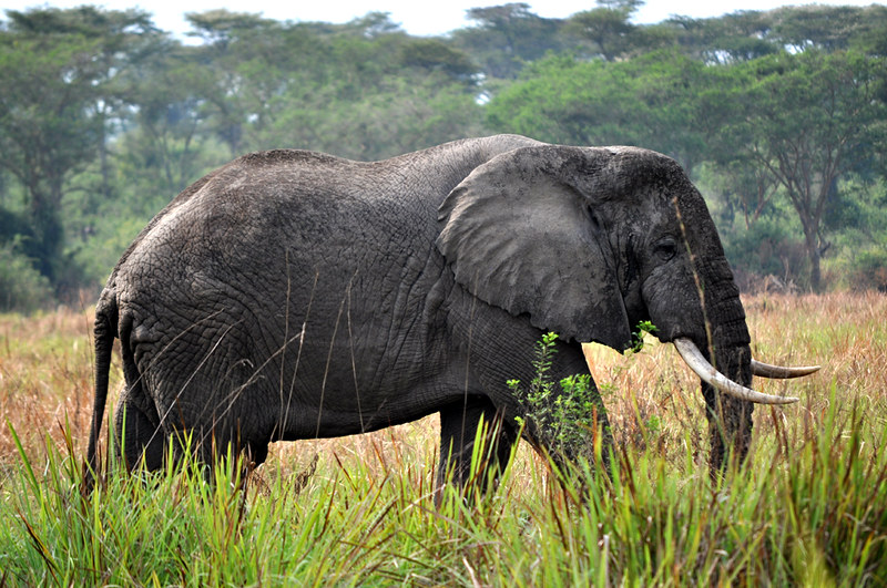 Queen Elizabeth National Park.