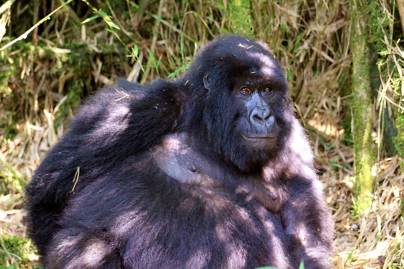 The safety measures and precautions in place for gorilla trekking in Uganda.