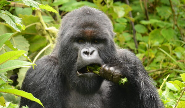 Rwanda Habituated Gorilla Families.