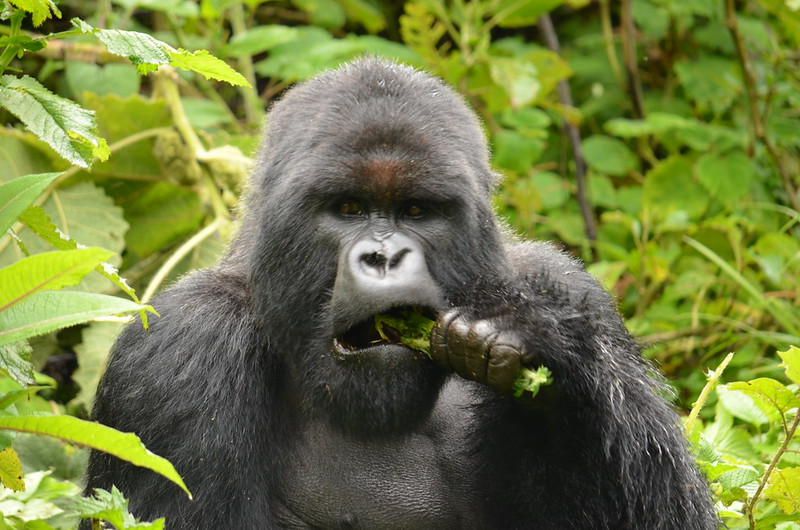 Rwanda Habituated Gorilla Families.