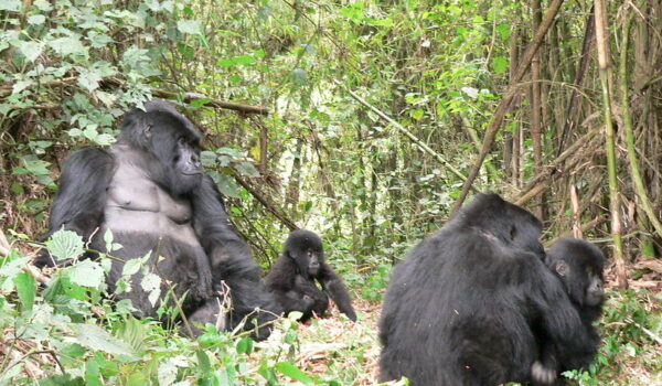 New Rushaga Gorilla Family-Rwigi.