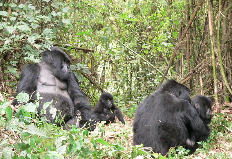 New Rushaga Gorilla Family-Rwigi.