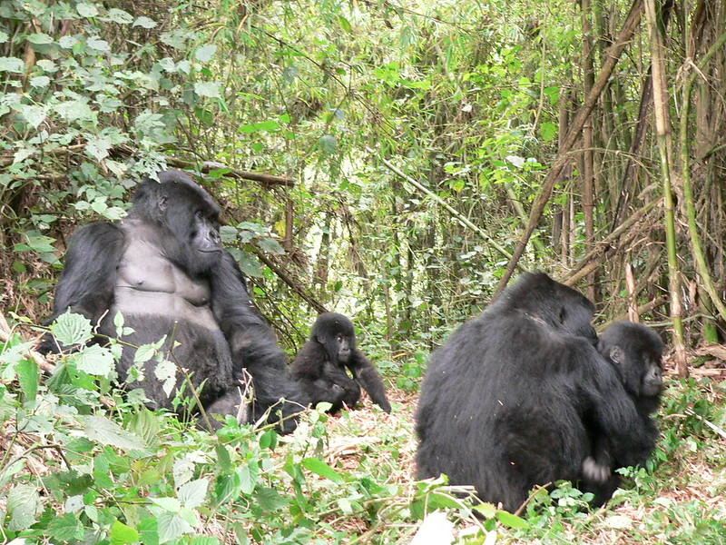 New Rushaga Gorilla Family-Rwigi.