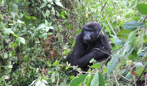 Gorilla Uganda Adventures In Bwindi Forest.