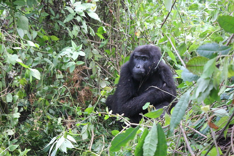 Gorilla Uganda Adventures In Bwindi Forest.