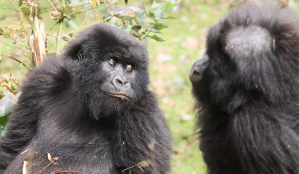 Gorilla Trekking Tours In Bwindi Forest-Uganda.