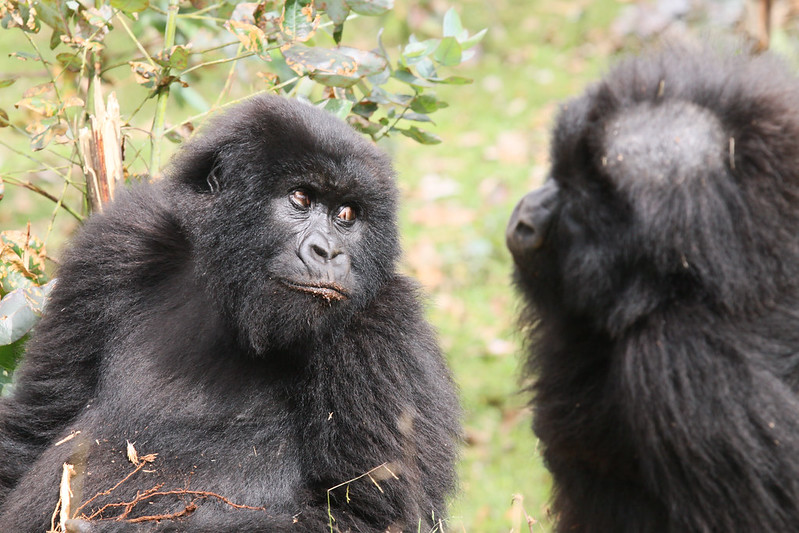 Gorilla Trekking Tours In Bwindi Forest-Uganda.