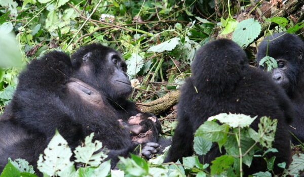 Rushaga Gorilla Groups.