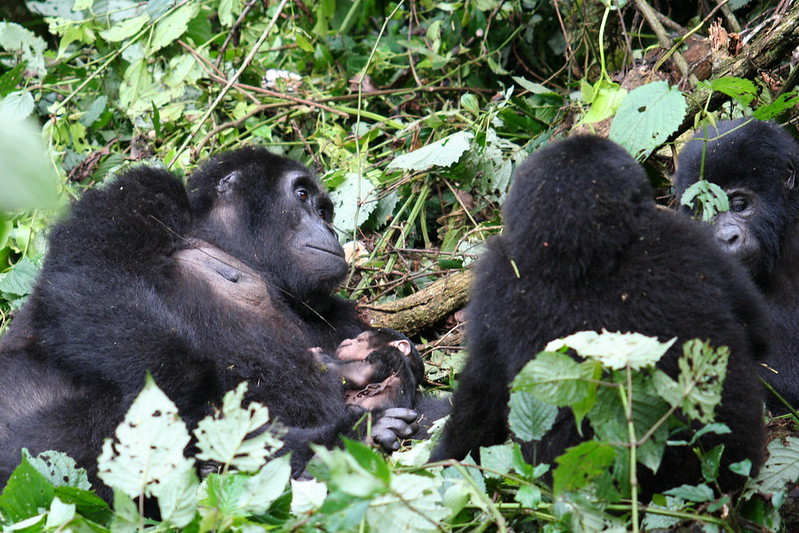 Rushaga Gorilla Groups.