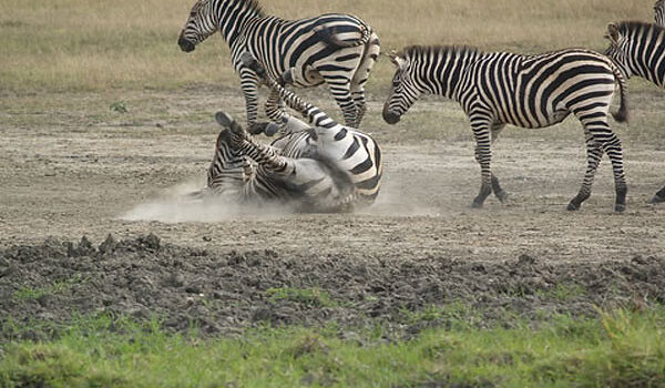 Safari Adventures In Uganda Africa.