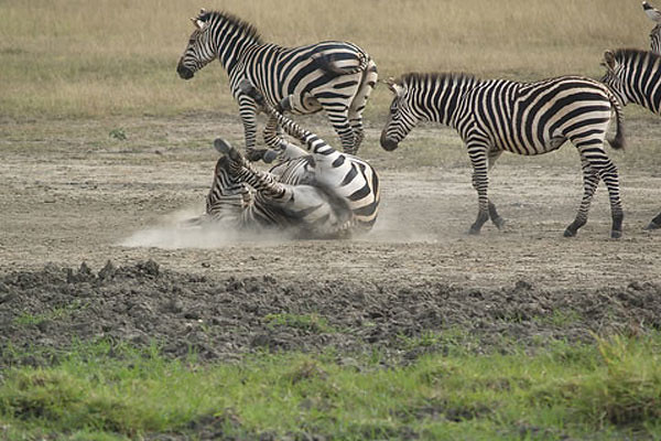 Safari Adventures In Uganda Africa.