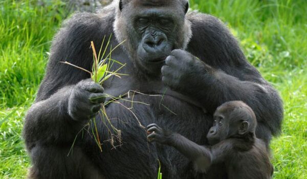 Budget Gorilla Safaris In Uganda.