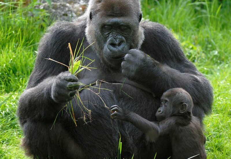 Budget Gorilla Safaris In Uganda.