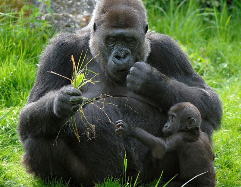 Budget Gorilla Safaris in Uganda.