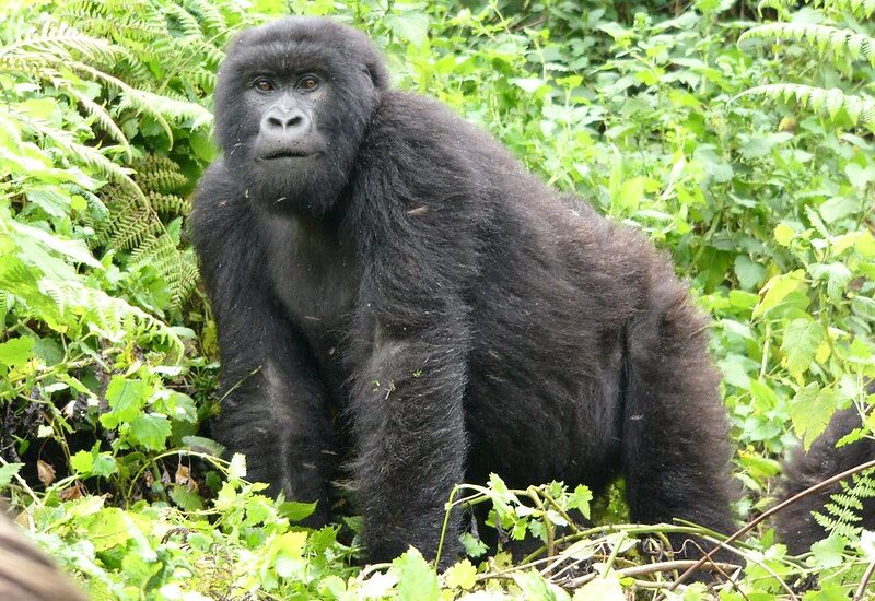 Mountain Gorillas Information In Uganda.