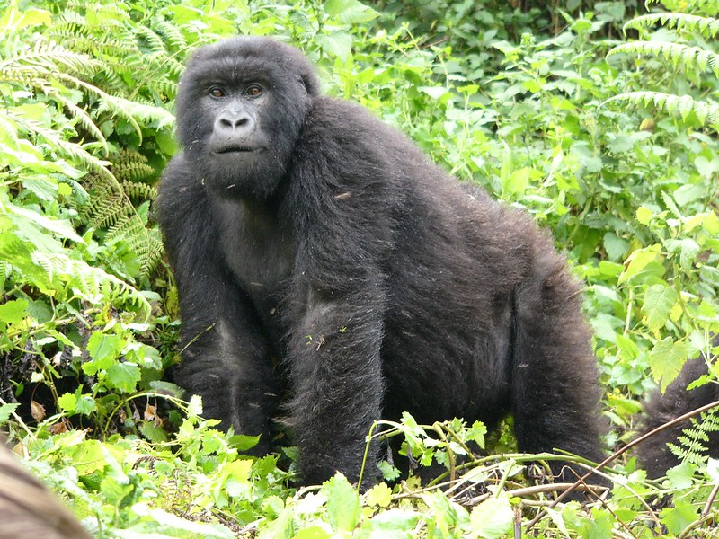 Mountain Gorillas information in Uganda.