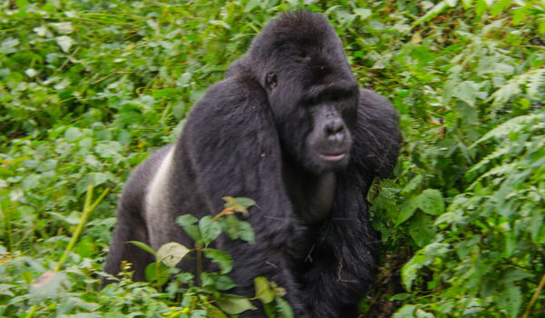 Best Time To Do Gorilla Trekking In Uganda.