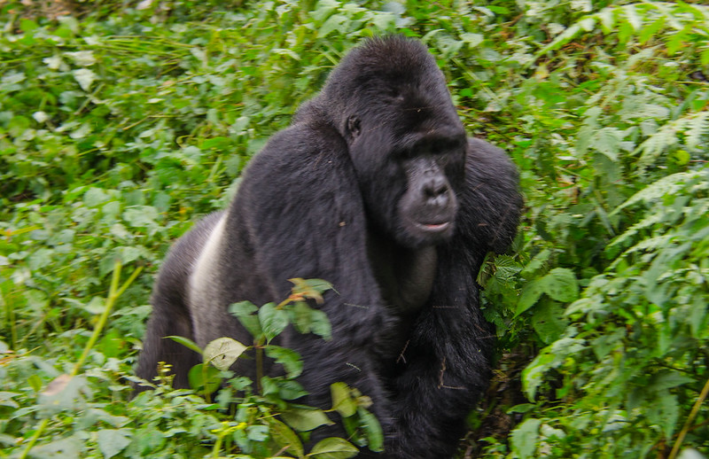 Best Time To Do Gorilla Trekking In Uganda.