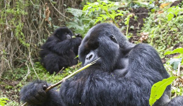 Africa Road Trip Gorilla Tours In Uganda – Guaranteed Gorilla Permits For Your Gorilla Trekking Safaris In Uganda’s Bwindi Impenetrable National Park.