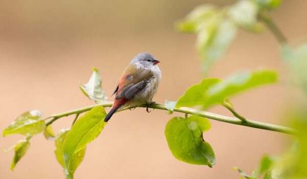 Albertine Rift Endemics Of Bwindi Forest – Borilla Tours In Bwindi.